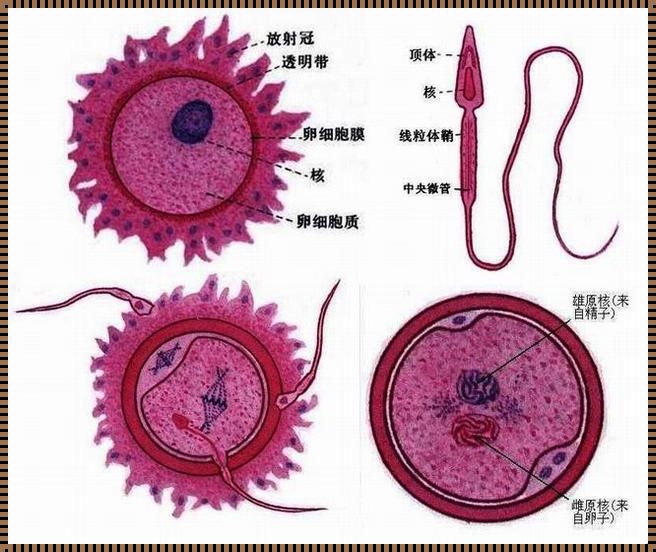 胚胎着床的秘密：3-4 天的孕育之旅