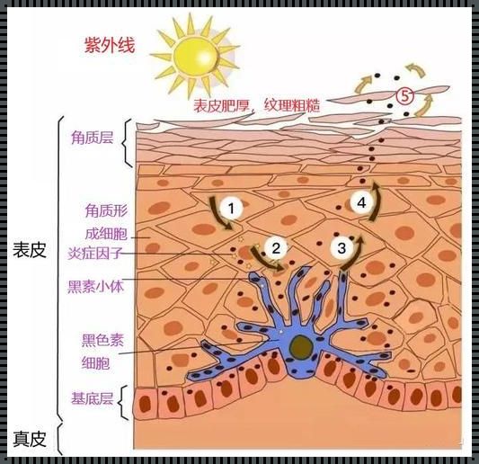 黑色素细胞受损了还会再长吗